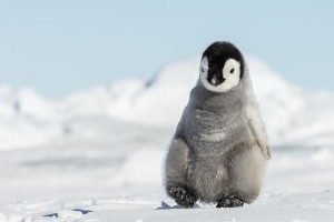 再预警！研究称气候变化致南极海冰损失，帝企鹅大面积繁殖失败