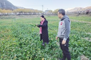 “一粒良种 万担好粮”西藏探索农作物高产高质“密码”
