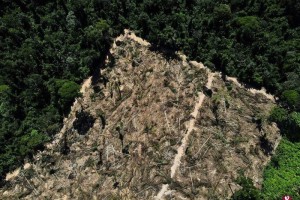 巴西亚马逊雨林砍伐面积 今年首四个月同比减36%