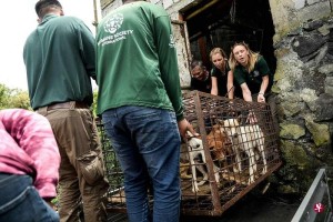 印尼“托莫洪极限市场”终止贩卖猫狗肉