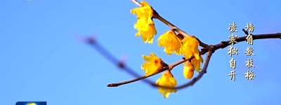 文化中国行丨二十四节气·小寒 虽寒犹美的冬日画卷