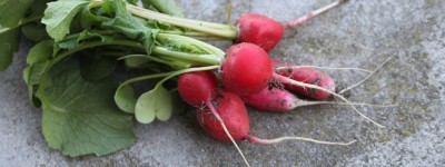 纳米级塑料颗粒能渗入萝卜可食用部位