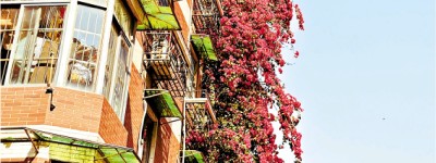 廣州春日citywalk 街頭邂逅「花瀑布」