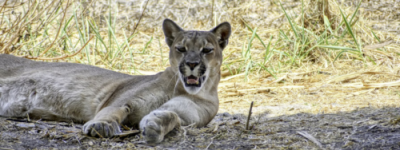 小心 温哥华这儿发现了罕见美洲狮！BC高速路上竟趴着头海狮！