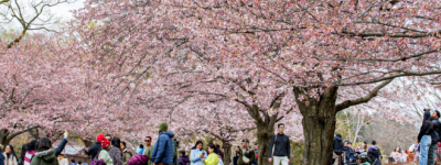 今年多伦多High Park樱花预计4月底至5月初迎来盛开季节