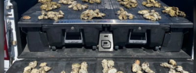 加拿大一男子在温岛捕300多只生蚝！被罚巨款！