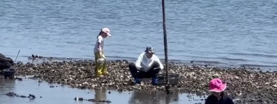大妈挖牡蛎被罚5000加元！BC捕捞标准严格 很多人都踩雷了！
