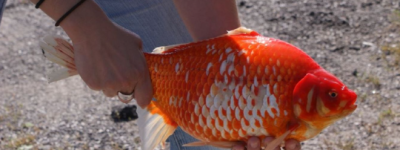 不要野外放生金鱼！​安省野生金鱼对当地生态系统构成威胁