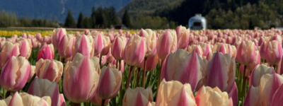 加拿大最大郁金香节4月15日迎客！就在大温！