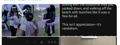 樱花季丢人大赏又来了！一整个树枝掰断带走！他们比华人狠多了