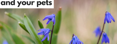 多地疯长! 安省惊现大量”蓝色毒花”!接触后恐致呕吐、腹泻、皮疹!