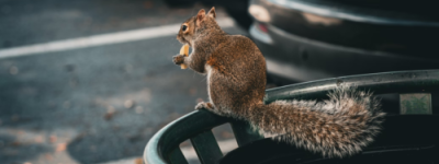 加国女子无计可施 新旧车子都被松鼠破坏