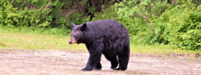 逃脱的熊出现在大温一居民前院晒太阳