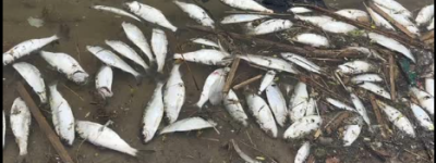 游客吓坏：多伦多湖边全是死鱼，这是咋回事？