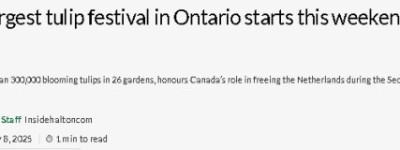 加拿大5月最美花节！30万朵郁金香绽放，浪漫无人机烟花秀！