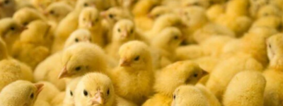 安省农民谎称4.5万只小鸡被盗申请保险索赔：被控欺诈和公共妨害