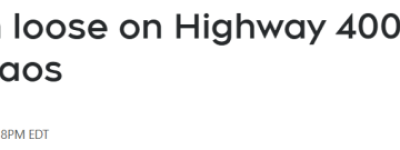 Hwy400瘫痪现场：一群奶牛四处狂奔数小时！警方农夫追到崩溃