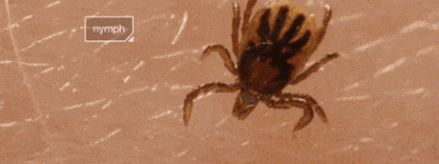 高！度！警！惕！这种小虫“一咬致命”！夏季高危！