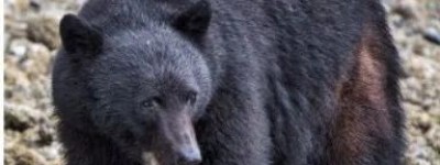 大温女子家门前遭遇黑熊，还被被咬了一口，黑熊安乐死