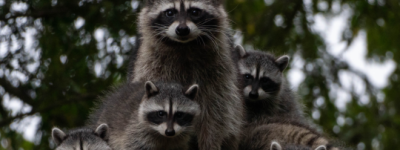 多伦多镇屋女子被搞疯：小浣熊住进卧室墙里！整夜吵不停！