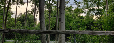 我和邻居的后院故事：谁能想到我一片好心却办了错事