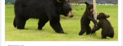 熊妈妈袭击大温女子结局悲惨 留下2熊崽