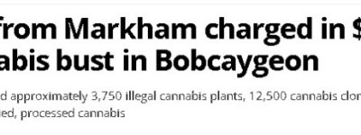 万锦两名华人被捕，涉非法种植400万元大麻！