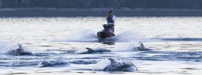 看海豚亏大了：在海上离它们太近 BC男子被重罚