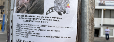 匪夷所思! 多伦多街头惊现一张”有机浣熊奶”的广告海报!