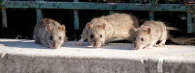 阿尔伯塔省是加拿大唯一没有老鼠的地方！是怎么做到的？