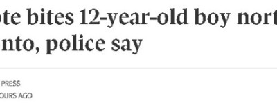 紧急提醒：多伦多北部惊现狼袭人！12岁男孩被郊狼咬伤
