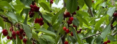 樱桃采摘季！注意：这些人吃多了会不适，快看看是哪类人！