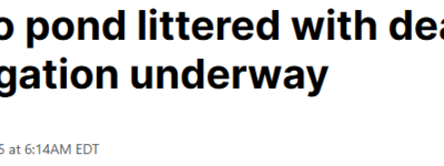 别靠近！多伦多池塘大量死鱼漂浮，恶臭冲天！官方紧急调查