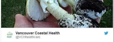 小心这种致命死亡蘑菇！长得很像华人爱吃的草菇…