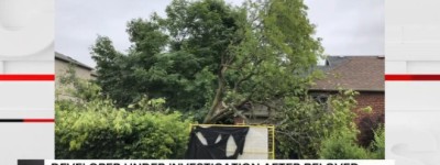 痛心！多伦多开发商无视市令砍掉80年古树，居民当场哭了！