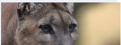 突遭美洲狮攻击 BC省男子用了这招成功脱险，切勿装死