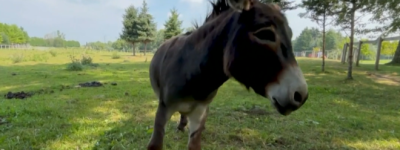 安省农场主为一头7岁迷你公驴寻找同居伴侣：数千粉丝围观