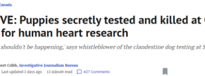 安省医院用宠物狗做心脏研究! 囚禁图片、惨死记录触目惊心!