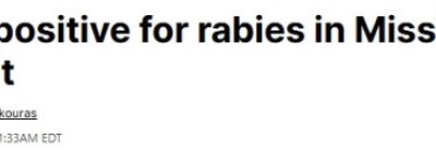 大多伦多发现狂犬病蝙蝠 卫生部门警告：千万别接触、靠近