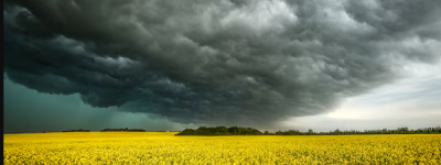 加拿大亚太问题专家：中国菜籽油关税是一个危险的陷阱！