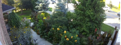 不满警方行动缓慢：密西沙加父亲自己追查撞13岁儿子肇事司机