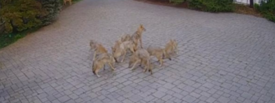 吓人！监控拍下旺市居民区郊狼成灾，市议会考虑聘捕兽人应对