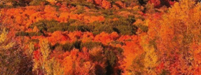 加拿大枫叶大道｜800公里一路秋色，从法式古城到冰酒小镇！