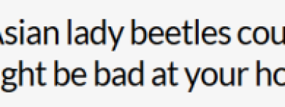 小心! 安省民宅正被大量”亚洲瓢虫”入侵! 会咬人, 味道刺鼻!