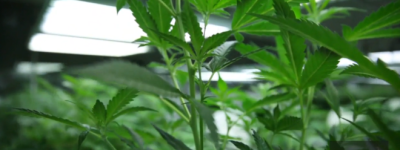 安省警方查获超1.22亿加元非法大麻：种植点渗入原住民土地