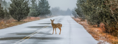 悲剧 野鹿横穿公路 加国女子车祸不身亡