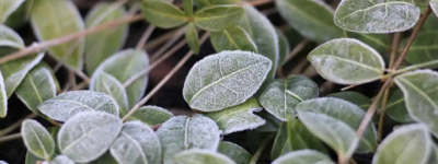 南安省再发霜冻警告：多伦多气温骤降至冰点附近