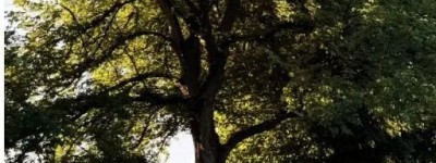 大温你家后院是否有这种树？搞不好出人命