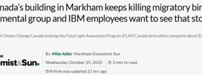 血淋淋的613条生命! 万锦Warden这栋大楼成”候鸟坟场”! 政府介入