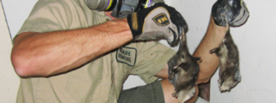 一份另类工作：老刘在加拿大从事动物尸体回收的故事